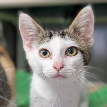 Rescue Domestic Short Hair Cats for Adoption in Cape Girardeau, Missouri - Laffy Taffy | PetCurious