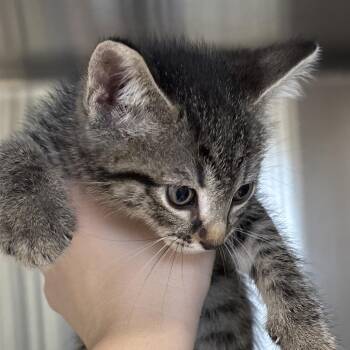 Crispin -  Domestic Short Hair Cat for Adoption in Naperville, Illinois - Crispin | PetCurious