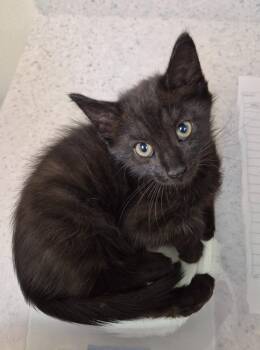 Arson -  Domestic Medium Hair Cat for Adoption in Christiansburg, Virginia - Arson | PetCurious