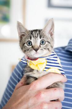 Patricia -  Domestic Short Hair Cat for Adoption in Franklin, Tennessee - Patricia | PetCurious