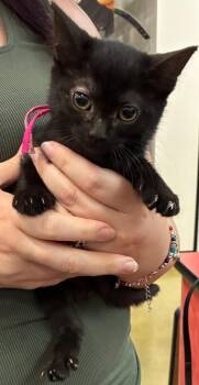 Zev (Pink Band) -  Domestic Short Hair Cat for Adoption in Augusta, Georgia - Zev (Pink Band) | PetCurious