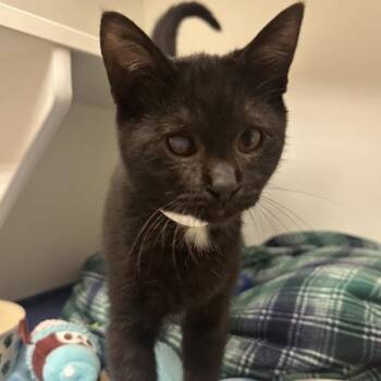 Babette -  Domestic Short Hair Cat for Adoption in Walnut Creek, California - Babette | PetCurious