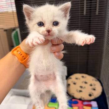 Bao -  Domestic Short Hair Cat for Adoption in Duncan, Oklahoma - Bao | PetCurious