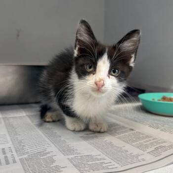 Ace -  Domestic Short Hair Cat for Adoption in New York, New York - Ace | PetCurious