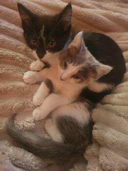 American Shorthair Cats Available for Adoption - Pepper | PetCurious