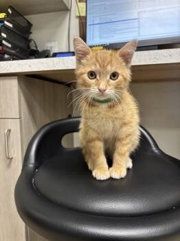 Toad -  Domestic Short Hair Cat for Adoption in Yorkville, Illinois - Toad | PetCurious