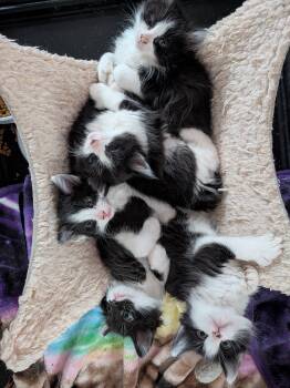 Domestic Long Hair Cats Available for Adoption in Naugatuck, Connecticut - Magpie | PetCurious