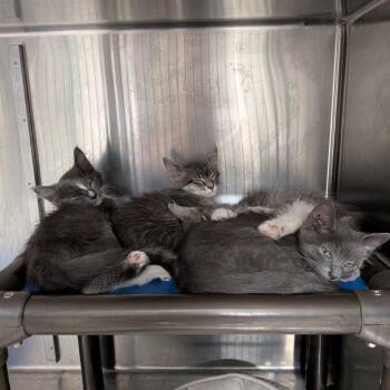 Marco Polo -  Domestic Medium Hair Cat for Adoption in Falls Church, Virginia - Marco Polo | PetCurious