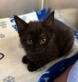 Lottie -  Domestic Medium Hair Cat for Adoption in Liverpool, New York - Lottie | PetCurious