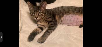 Domestic Short Hair Cats Available for Adoption - Bailey | PetCurious