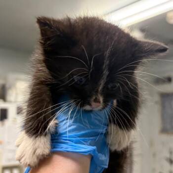 Dreamboat -  Domestic Medium Hair Cat for Adoption in Summerville, South Carolina - Dreamboat | PetCurious