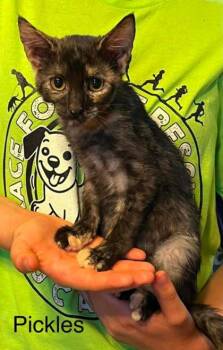 Pickles -  Domestic Short Hair Cat for Adoption in Beatrice, Nebraska - Pickles | PetCurious