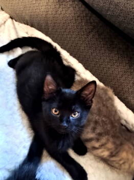 Rescue Domestic Medium Hair Cats for Adoption in Pittsboro, North Carolina - Jasmine | PetCurious