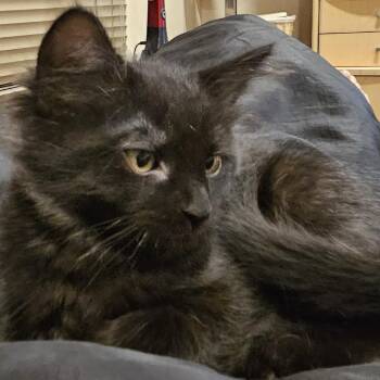 Willow -  Domestic Medium Hair Cat for Adoption in Los Angeles, California - Willow | PetCurious