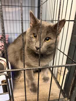 BIGZZY -  Domestic Short Hair Cat for Adoption in Algona, Iowa - BIGZZY | PetCurious