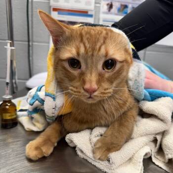 Domestic Short Hair Cats Available for Adoption - Memes | PetCurious