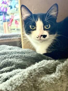 Rescue Domestic Short Hair Cats for Adoption in Scottsdale, Arizona - Bunny Rae | PetCurious