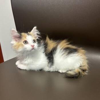 Aurora -  Domestic Long Hair and Domestic Short Hair Cat for Adoption in Janesville, Wisconsin - Aurora | PetCurious