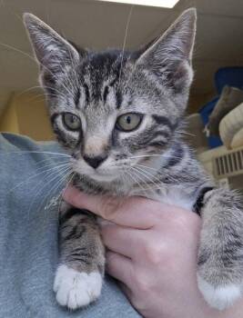 Fleece - I am at Petsmart Framingham -  Domestic Short Hair Cat for Adoption in East Brookfield, Massachusetts - Fleece - I Am At Petsmart Framingham | PetCurious