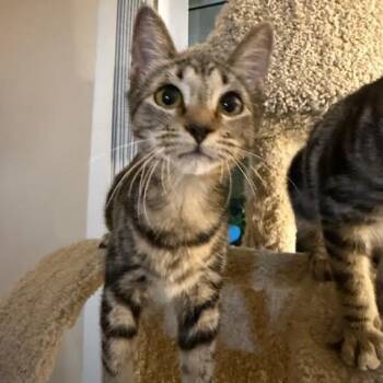 Rescue Domestic Short Hair Cats for Adoption in Los Angeles, California - Alexa | PetCurious