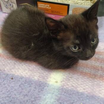 Italian Ice -  Domestic Short Hair Cat for Adoption in Coos Bay, Oregon - Italian Ice | PetCurious