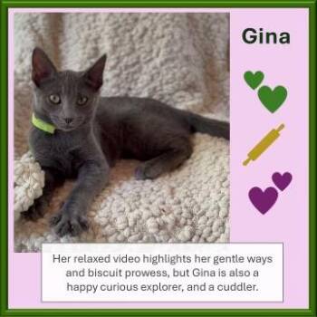 GINA -  Russian Blue Cat for Adoption in Falmouth, Maine - GINA | PetCurious