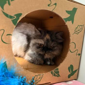 Persian Cats Available for Adoption in Saint Charles, Missouri - MeMe | PetCurious