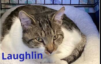 Rescue Domestic Short Hair Cats for Adoption in Muskegon, Michigan - LAUGHLIN | PetCurious