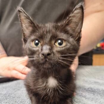 Rescue Domestic Short Hair Cats for Adoption in Kansas City, Missouri - Samantha | PetCurious