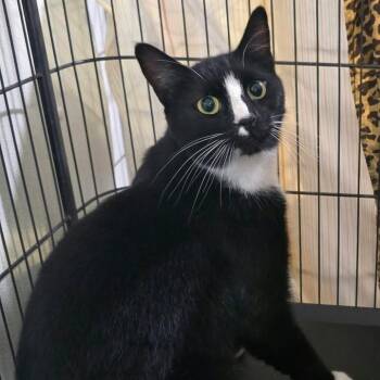 Newspaper -  Domestic Short Hair Cat for Adoption in Winthrop, Maine - Newspaper | PetCurious