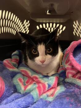 Domestic Short Hair Cats Available for Adoption in Chula Vista, California - HALLE | PetCurious