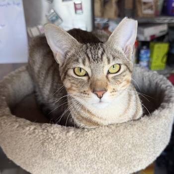 Gobi -  Domestic Short Hair Cat for Adoption in Sunrise, Florida - Gobi | PetCurious