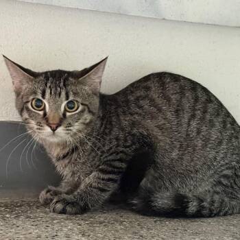 Rustie -  Domestic Short Hair Cat for Adoption in Denver, Colorado - Rustie | PetCurious