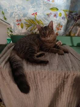 Domestic Long Hair Cats Available for Adoption in Chandler, Arizona - Bennie - Female | PetCurious