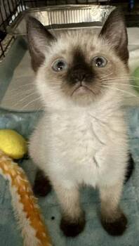 Sabrina 5.15.26 (prespay) -  Domestic Short Hair and Siamese Cat for Adoption in Apopka, Florida - Sabrina 5.15.26 (prespay) | PetCurious