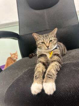 Domestic Short Hair Cats Available for Adoption in Homestead, Florida - Smokey | PetCurious