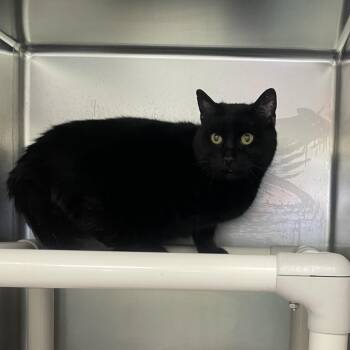 Domestic Short Hair Cats Available for Adoption - Biskit | PetCurious