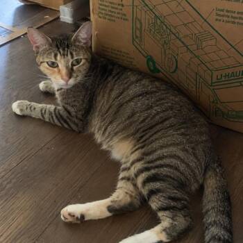 Momma Parsley -  Domestic Short Hair Cat for Adoption in Tampa, Florida - Momma Parsley | PetCurious