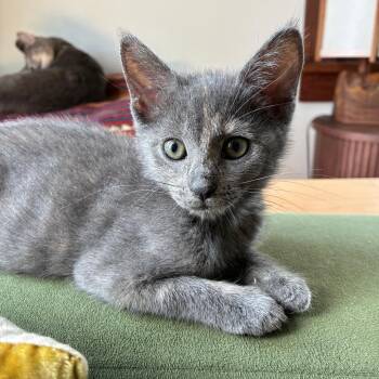 Sleepy Gary -  Domestic Short Hair Cat for Adoption in Costa Mesa, California - Sleepy Gary | PetCurious