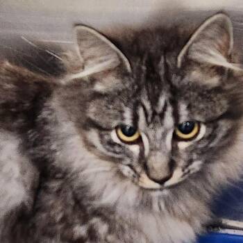 Domestic Long Hair Cats Available for Adoption - Merlin K46290 | PetCurious