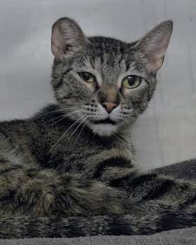 Twiggy -  Domestic Short Hair Cat for Adoption in Springfield, Illinois - Twiggy | PetCurious