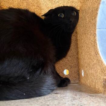 Domestic Short Hair Cats Available for Adoption in Tuscaloosa, Alabama - TUSC-Wildlife-84213 | PetCurious