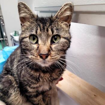 Drizzella -  Domestic Short Hair Cat Available for Adoption in Belfair, Washington - Drizzella | PetCurious