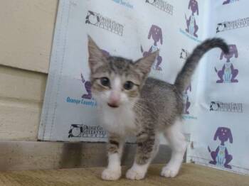 ANNABELL LEE -  Domestic Short Hair Cat for Adoption in Orlando, Florida - ANNABELL LEE | PetCurious