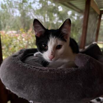 Cartman -  Domestic Short Hair Cat for Adoption in Gainesville, Florida - Cartman | PetCurious