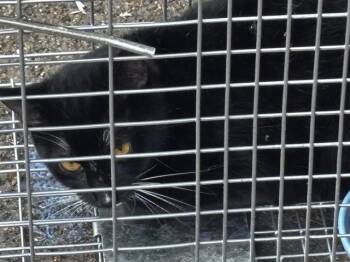 Domestic Short Hair Cats Available for Adoption in Houston, Texas - A654341 | PetCurious