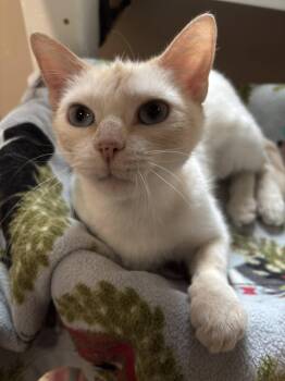 Siamese Cats Available for Adoption in Holland, Michigan - Strawberry | PetCurious
