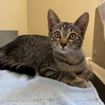 Heather -  Domestic Short Hair Cat for Adoption in Pasadena, California - Heather | PetCurious