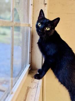 Rescue American Shorthair Cats for Adoption in Rixeyville, Virginia - Meadow | PetCurious