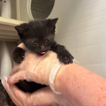 Domestic Short Hair Cats Available for Adoption - Juniper | PetCurious